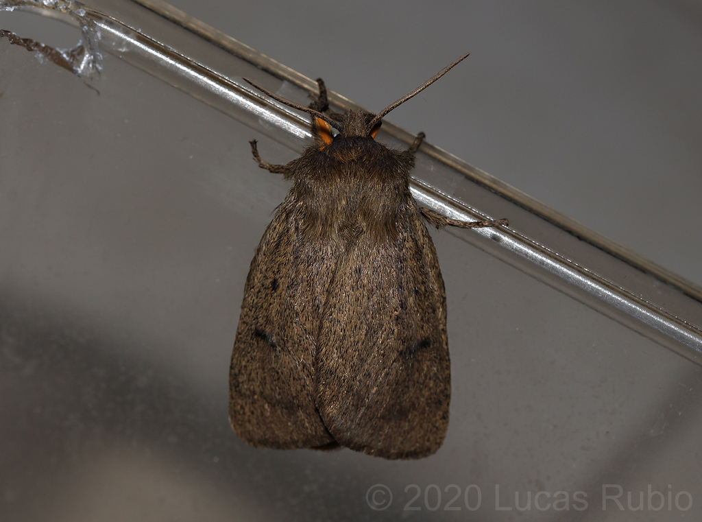 Paracles fusca