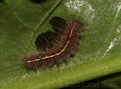 Paracles fusca