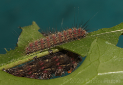 Paracles fusca