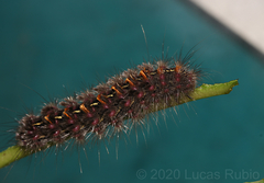 Paracles fusca