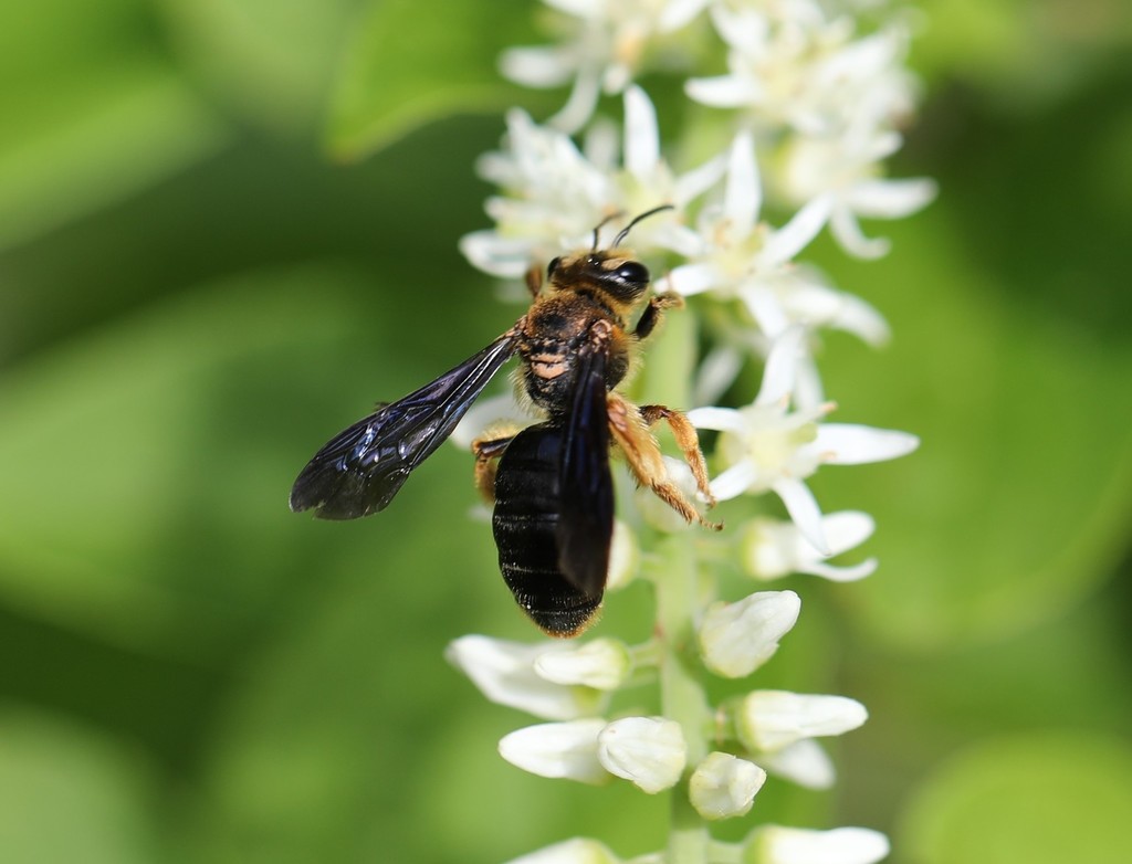 Dark-winged Miner Bee