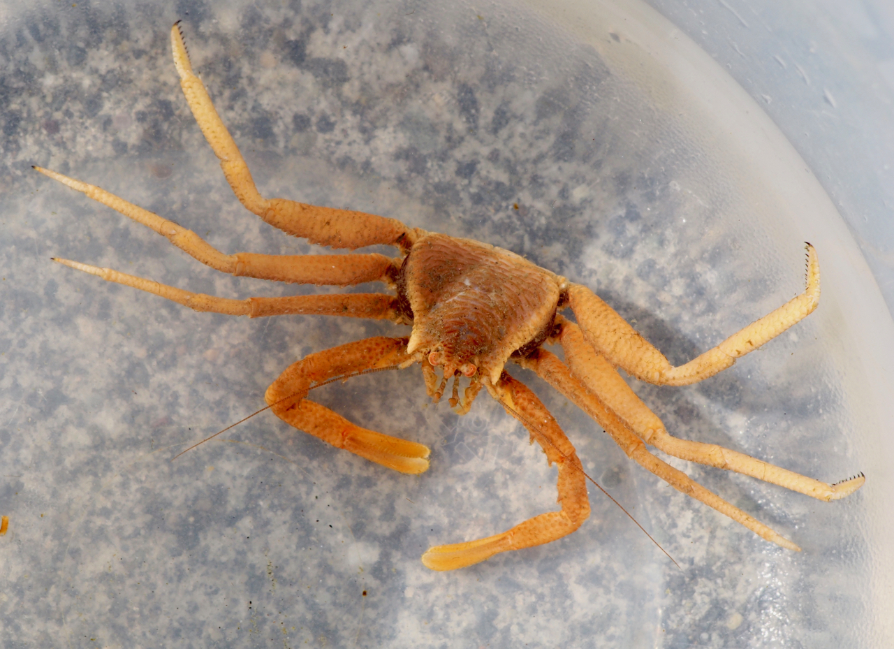 7” Crabs ! Ivanhoe/Marek サイコビリー maxresdefault.jpg