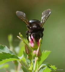 Xylocopa tabaniformis androleuca
