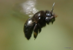 Xylocopa tabaniformis androleuca
