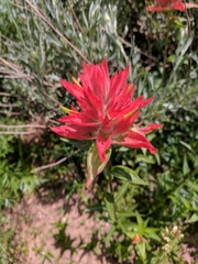 Castilleja rhexiifolia