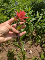 Castilleja rhexiifolia