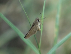Lerodea eufala eufala