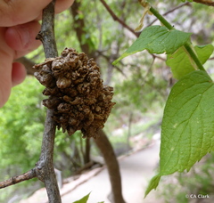 Aceria celtis