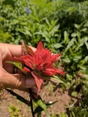 Castilleja rhexiifolia