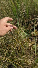Carex cusickii