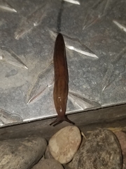 Ambigolimax
