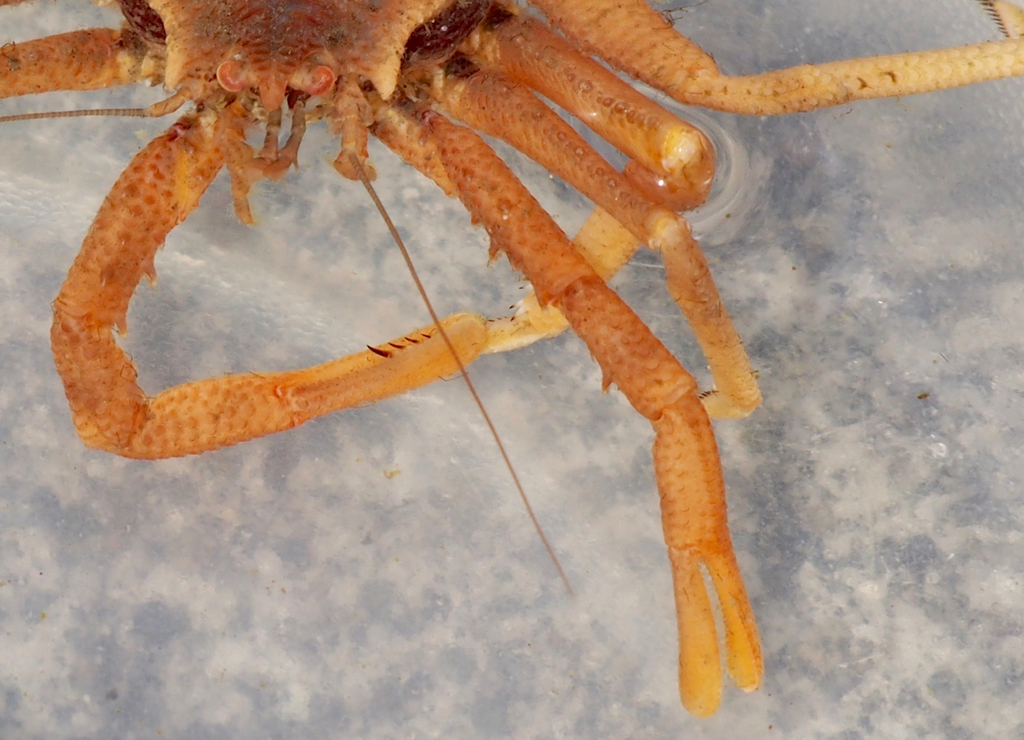 Scaled Crab (Placetron wosnessenskii) · iNaturalist