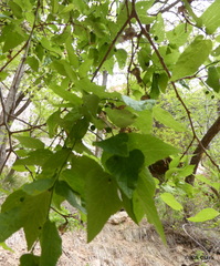 Aceria celtis