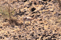 Nanger granti notata