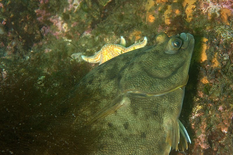 Winter Flounder (Fish of Coastal New Jersey) · iNaturalist