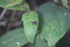 Silinae