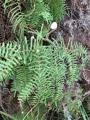 Gleichenia microphylla