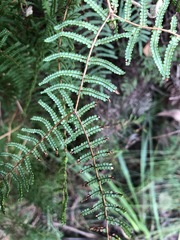 Gleichenia microphylla