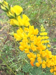 Lupinus luteolus