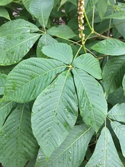 Aesculus parviflora