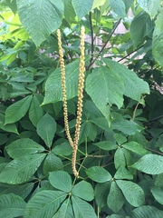Aesculus parviflora