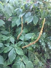 Aesculus parviflora