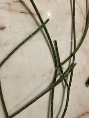 Rhipsalis pilocarpa