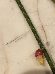 Rhipsalis pilocarpa