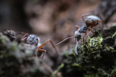 Camponotus textor