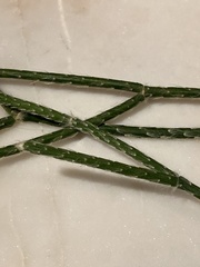 Rhipsalis pilocarpa