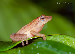 Raorchestes luteolus