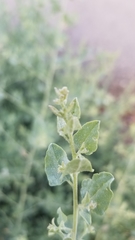 Atriplex lentiformis