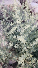 Atriplex lentiformis