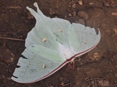 Actias gnoma
