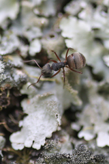 Camponotus textor