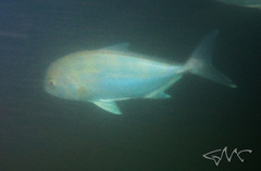 Seriola hippos