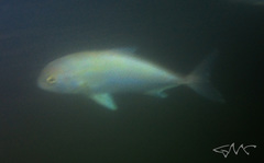 Seriola hippos