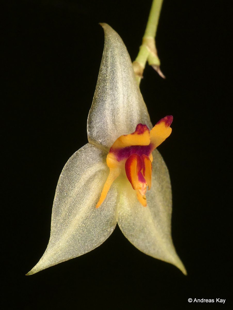 Genus Lepanthes · iNaturalist