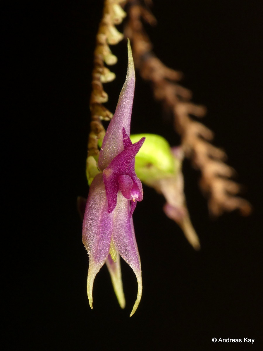 Genus Lepanthes · iNaturalist