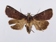 Austramathes purpurea