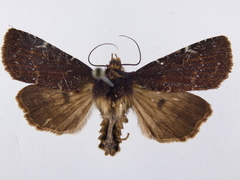 Austramathes purpurea