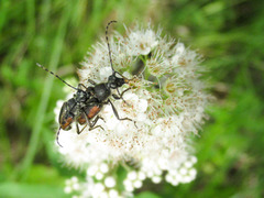 Brachyleptura brevis