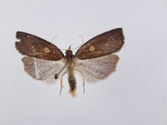 Planotortrix excessana