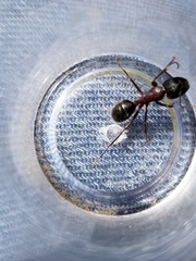 Camponotus vicinus
