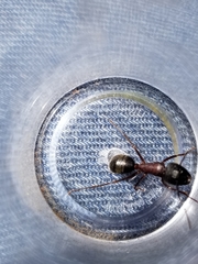 Camponotus vicinus