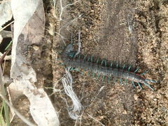 Scolopendra laeta