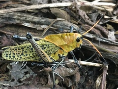 Taeniopoda varipennis