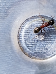 Camponotus vicinus