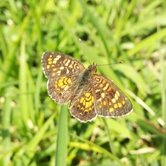 Phyciodes