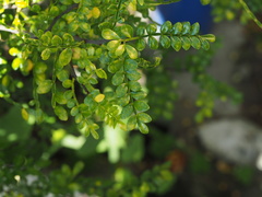 Zanthoxylum beecheyanum